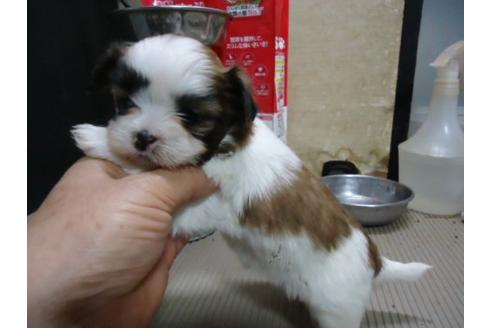 成約済の栃木県のミックス犬-15873の3枚目