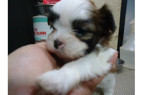 成約済の栃木県のミックス犬-15873の1枚目