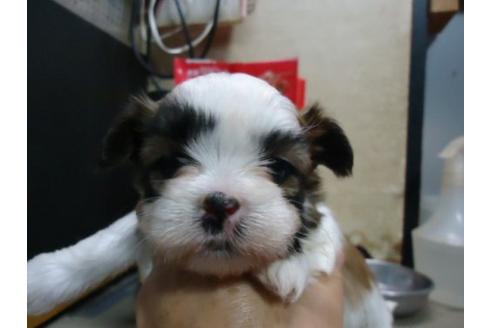 成約済の栃木県のミックス犬-15873の2枚目