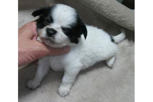 成約済の岐阜県のミックス犬-15888の1枚目