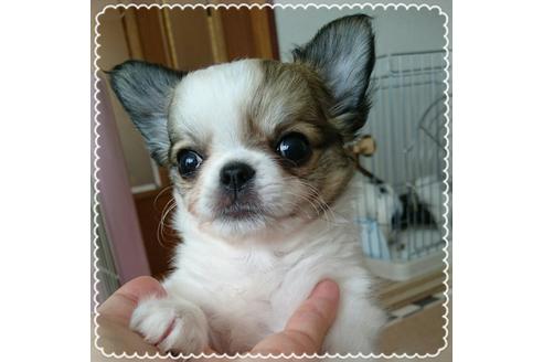 成約済の北海道のチワワ-15892の4枚目