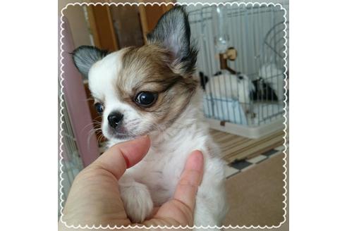 成約済の北海道のチワワ-15892の3枚目