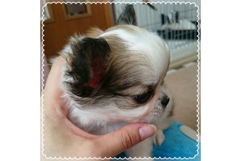 成約済の北海道のチワワ-15892の2枚目