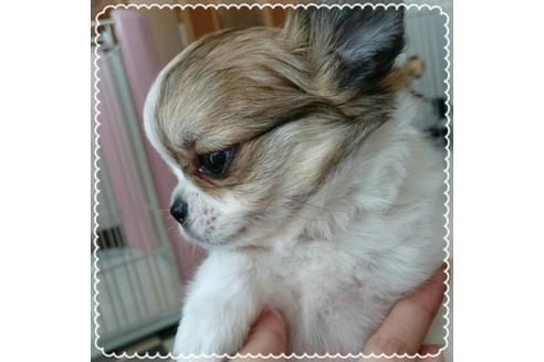 成約済の北海道のチワワ-15892の1枚目