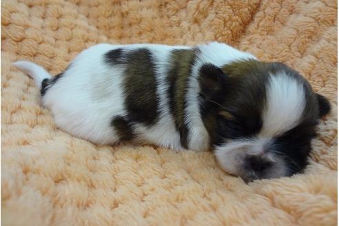 成約済の茨城県のシーズー-15893の1枚目