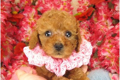 成約済の茨城県のトイプードル-15923の3枚目