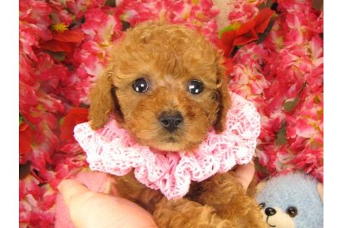 成約済の茨城県のトイプードル-15923の1枚目