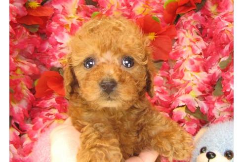 成約済の茨城県のトイプードル-15923の2枚目