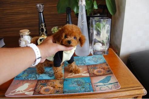 成約済の埼玉県のトイプードル-15924の1枚目