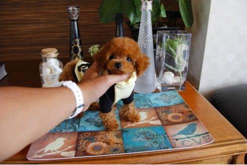 成約済の埼玉県のトイプードル-15924の2枚目