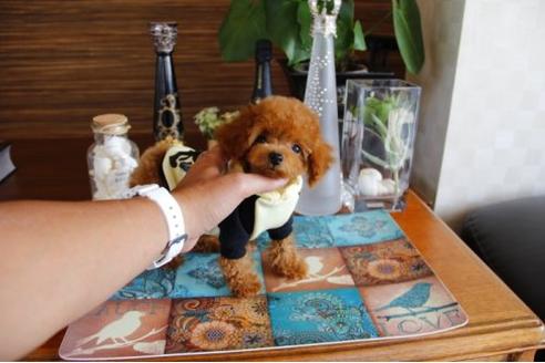 成約済の埼玉県のトイプードル-15924の3枚目