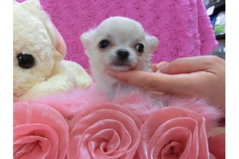 成約済の京都府のチワワ-15940の1枚目