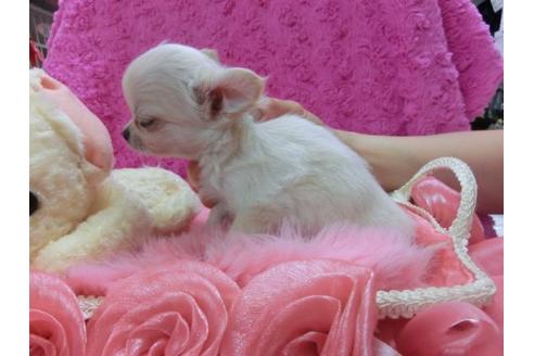 成約済の京都府のチワワ-15940の3枚目