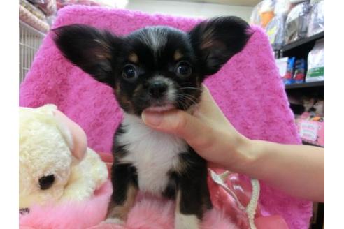 成約済の京都府のチワワ-15941の2枚目