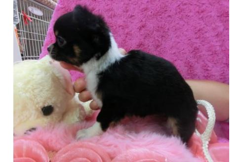 成約済の京都府のチワワ-15941の3枚目