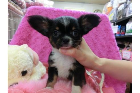 成約済の京都府のチワワ-15941の1枚目