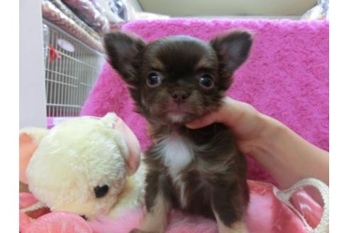 成約済の京都府のチワワ-15942の1枚目