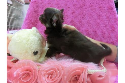 成約済の京都府のチワワ-15942の2枚目