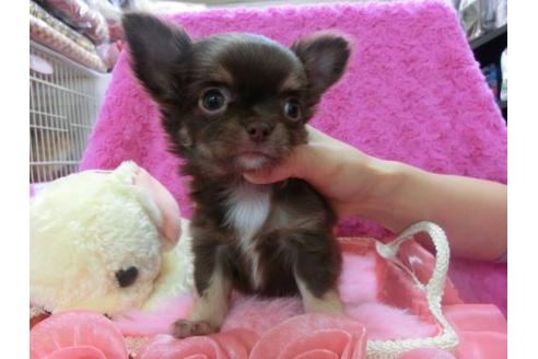 成約済の京都府のチワワ-15942の3枚目