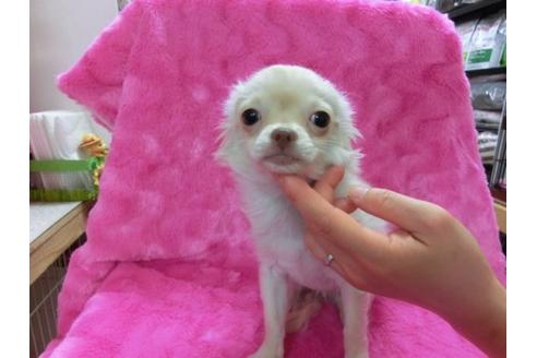 成約済の京都府のチワワ-15943の1枚目