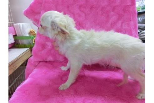 成約済の京都府のチワワ-15943の2枚目