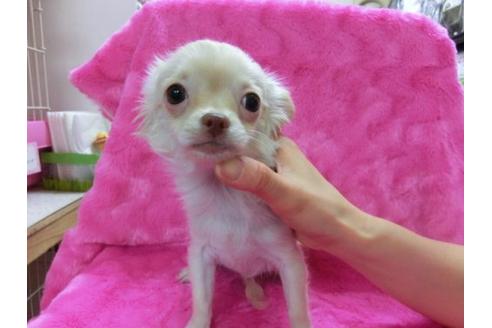 成約済の京都府のチワワ-15943の3枚目