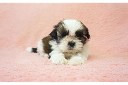 成約済の奈良県のシーズー-15190の1枚目