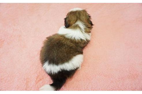 成約済の奈良県のシーズー-15190の2枚目