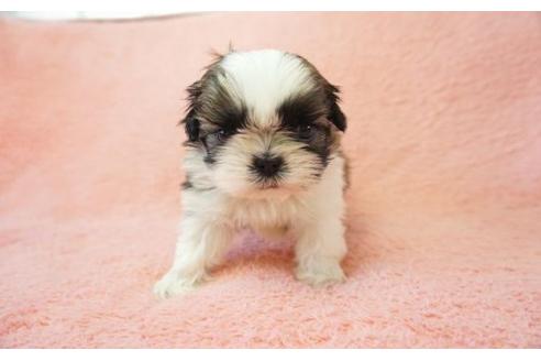 成約済の奈良県のシーズー-15190の3枚目