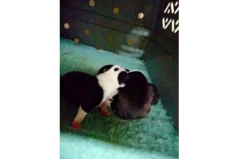 成約済の愛知県のボストンテリア-15956の4枚目