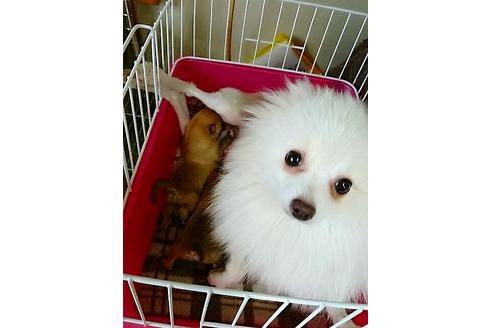 成約済の愛知県のポメラニアン-15957の1枚目