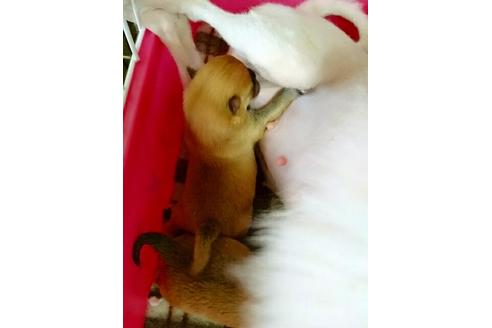 成約済の愛知県のポメラニアン-15958の4枚目