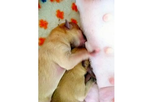 成約済の愛知県のポメラニアン-15958の3枚目