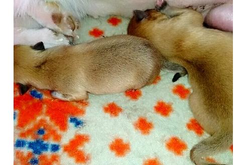 成約済の愛知県のポメラニアン-15958の2枚目