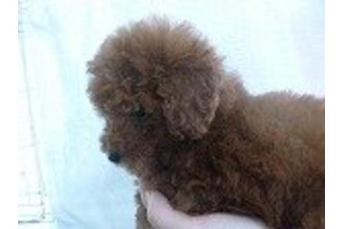 成約済の福岡県のトイプードル-15995の3枚目