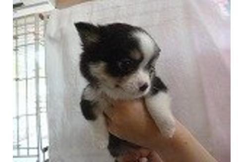 成約済の福岡県のチワワ-15996の2枚目