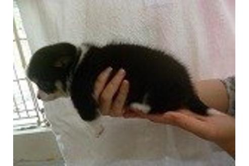 成約済の福岡県のチワワ-15996の3枚目