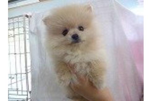 成約済の福岡県のポメラニアン-15997の1枚目