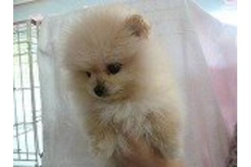 成約済の福岡県のポメラニアン-15997の2枚目