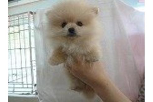 成約済の福岡県のポメラニアン-15997の3枚目