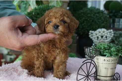 成約済の京都府のトイプードル-16000の2枚目