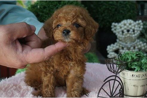 成約済の京都府のトイプードル-16000の3枚目