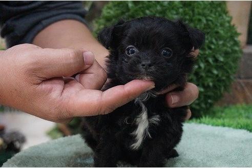 成約済の京都府のミックス犬-15529の2枚目