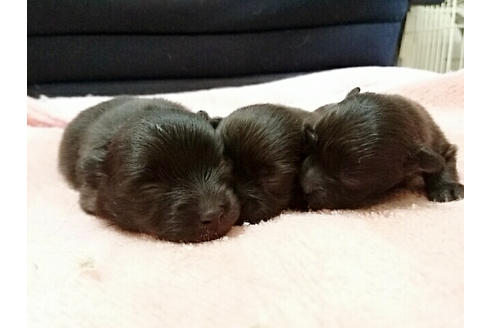 成約済の愛知県のポメラニアン-16055の1枚目
