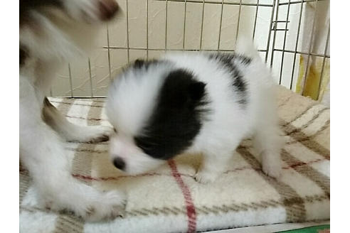 成約済の愛知県のポメラニアン-15537の1枚目