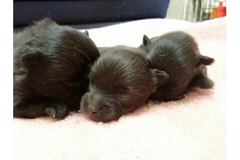 成約済の愛知県のポメラニアン-16056の1枚目