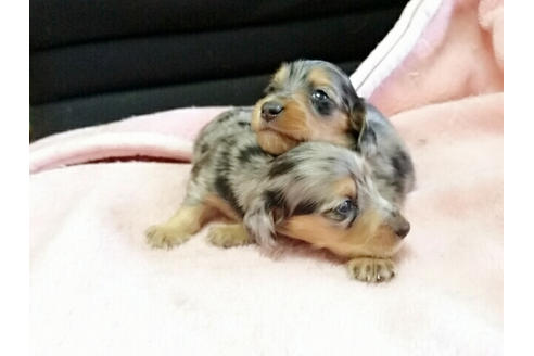 成約済の愛知県のミニチュアダックスフンド-15594の1枚目