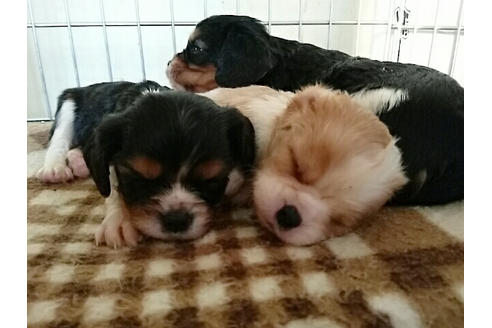 成約済の愛知県のキャバリアキングチャールズスパニエル-15454の1枚目