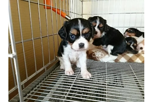 成約済の愛知県のキャバリアキングチャールズスパニエル-15456の1枚目
