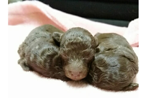 成約済の愛知県のトイプードル-16058の1枚目